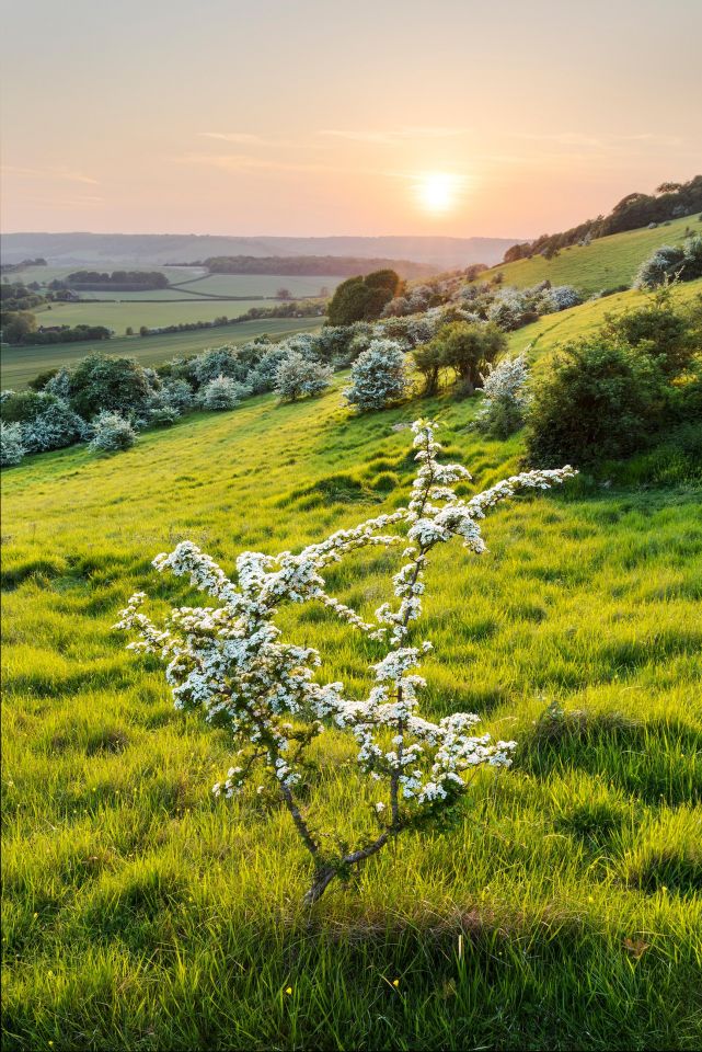 Hawthorn Trees in spring, Kent